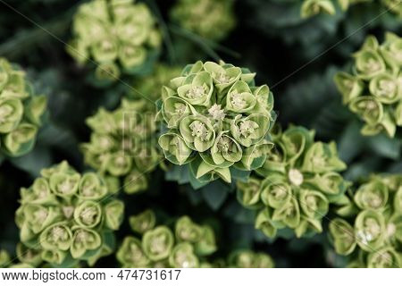 Rosetta Stonecrop, Or Sedum Rosetta. Close-up Photo Of Its Small Green Leaves.