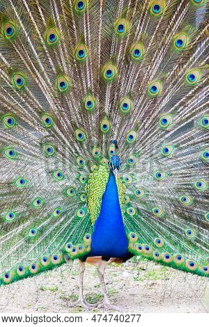 Peacock Portrait - Beautiful Colourful Peackock Feather, Nobody, Isolated.