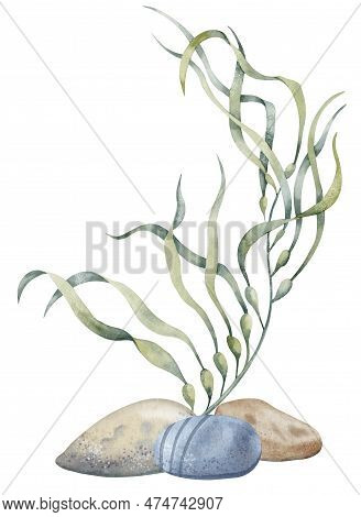 Seaweed With Seabed Stones. Hand Drawn Watercolor Illustration On Isolated Background Of Underwater 