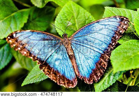 Beautiful Morpho Peleides (blue Morpho) Butterfly On Green Leaves Lepidopteron