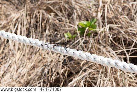 Wild Lizard Reptile Outdoor. Wild Lizard Reptile Outside. Wild Lizard Reptile In Wildlife.
