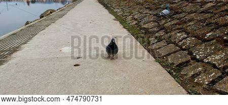 A View Of A Pigeon Standing On The Sidewalk On The Bank Of The Morava River In Uherske Hradisti, Pho