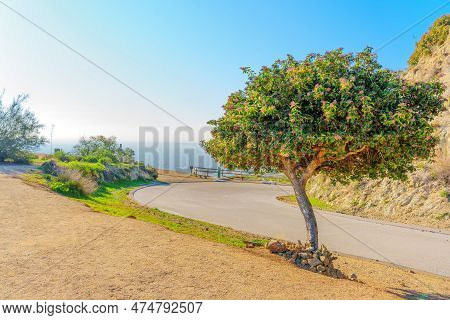 Runyon Canyon Hiking Trail Area With A Beautifully Landscaped Tree And A Winding Road Sharply Turnin