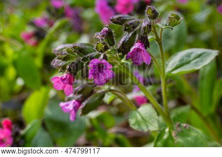 Close-up Of Blooming Flowers Pulmonaria Mollis In Sunny Spring Day, Selective Focus .closeup Detail 
