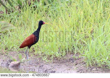 Wattled Jacana (jacana Jacana) Perched On The Edge Of A Pond