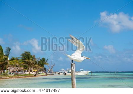 Seabird Gull In Summer. Seabird Gull In Summer Beach. Seabird Gull In Summer Outdoor.