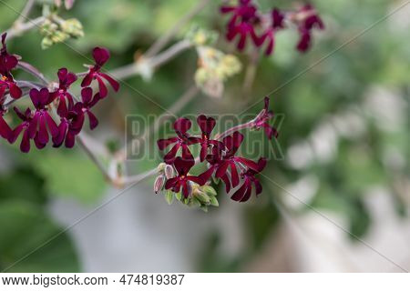 Close Up Of South African Geraniums (pelargonium Sidoides) In Bloom