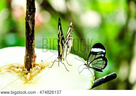 Siproeta Stelenes Butterfly (malachite Butterfly), Lepidopteron. Camouflaged Green