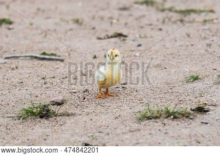 A Peachick In Terry Bison Ranch, Wyoming