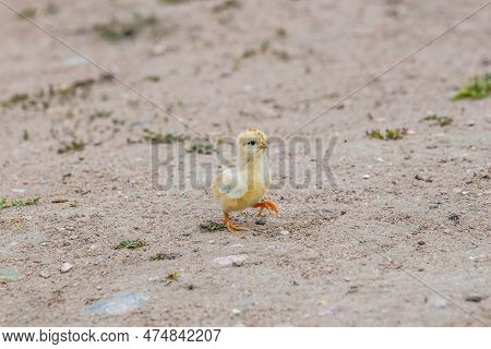 A Peachick In Terry Bison Ranch, Wyoming