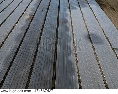 Farmers Protect Cultivated Vegetables And Potatoes From Spring Frosts With A White Light Fabric. Ove