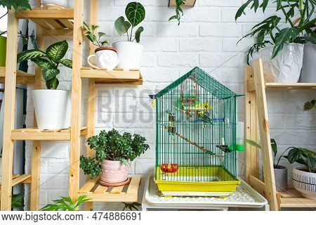 A Cage With A Budgie Stands In A Living Corner Of The House Among Shelving With A Group Of Indoor Pl