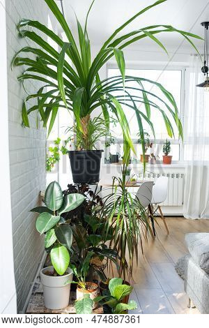 Shelving With A Group Of Indoor Plants In The Interior. Houseplant Growing And Caring For Indoor Pla
