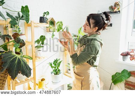Woman Plant Breeder Examines And Admires Home Plants In A Pot From Her Collection At Home On The She