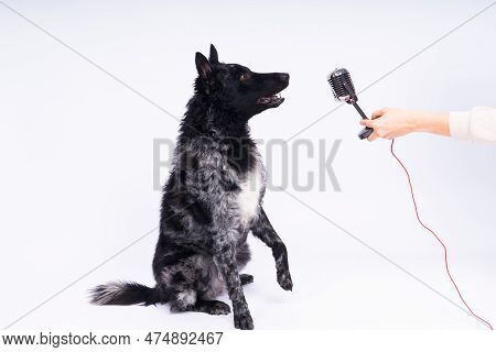 Mudi Dog With Microphone On White Studio Background