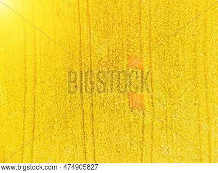 Aerial View On Green Wheat Field In Countryside. Field Of Wheat Blowing In The Wind On Sunset. Young