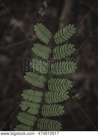 Isolated Closeup Of The Leaves With Pinnately Compound Leaf Structure, Selective Focus, Abstract.