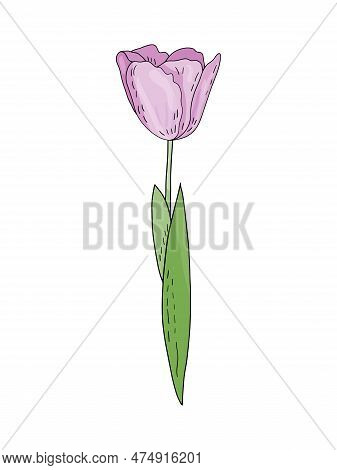 Hand-drawn Vector Spring Pink Tulip With Foliage Isolated On White Background For Wedding Design, Fl