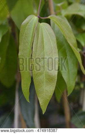 Armand Clematis Green Leaves In The Spring