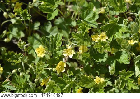 Waldsteinia Flowers And Leaves In The Spring