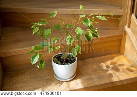 Young Ficus Benjamina. House Plant. Indoor Ficus Benjamina Plant In A Pot On A Wooden Steps Close-up