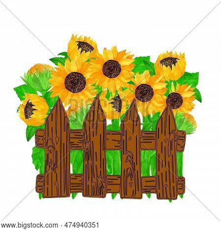 Watercolor Sunflower Illustration Znd Composition With Vase