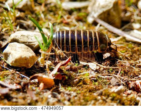 Close Up Of A Glomeris Marginata Also Known As A Pill Millipede