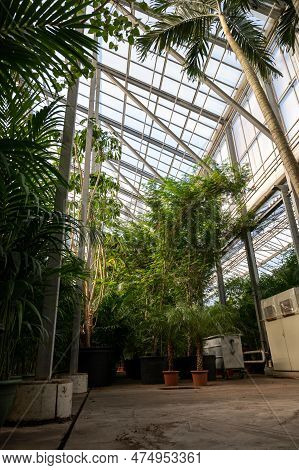 Cultivation Of Differenent Tropical And Exotic Indoor Palms And Evergreen Plants In Glasshouse In We