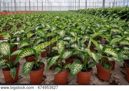 Cultivation Of Differenent Tropical And Exotic Indoor Palms And Evergreen Plants In Glasshouse In We
