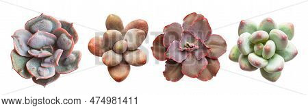 Succulent Rosette Set. Echeveria And  Pachyphytum Flower Isolated On White Background