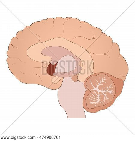 Human Brain, Brain, Midsection Of The Brain, Anatomy Of The Brain, Anatomy