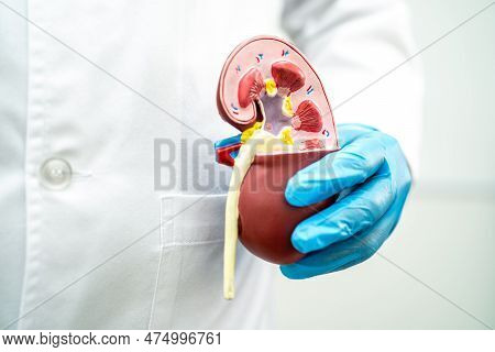 Kidney Disease, Chronic Kidney Disease Ckd, Doctor Hold Model To Study And Treat In Hospital.
