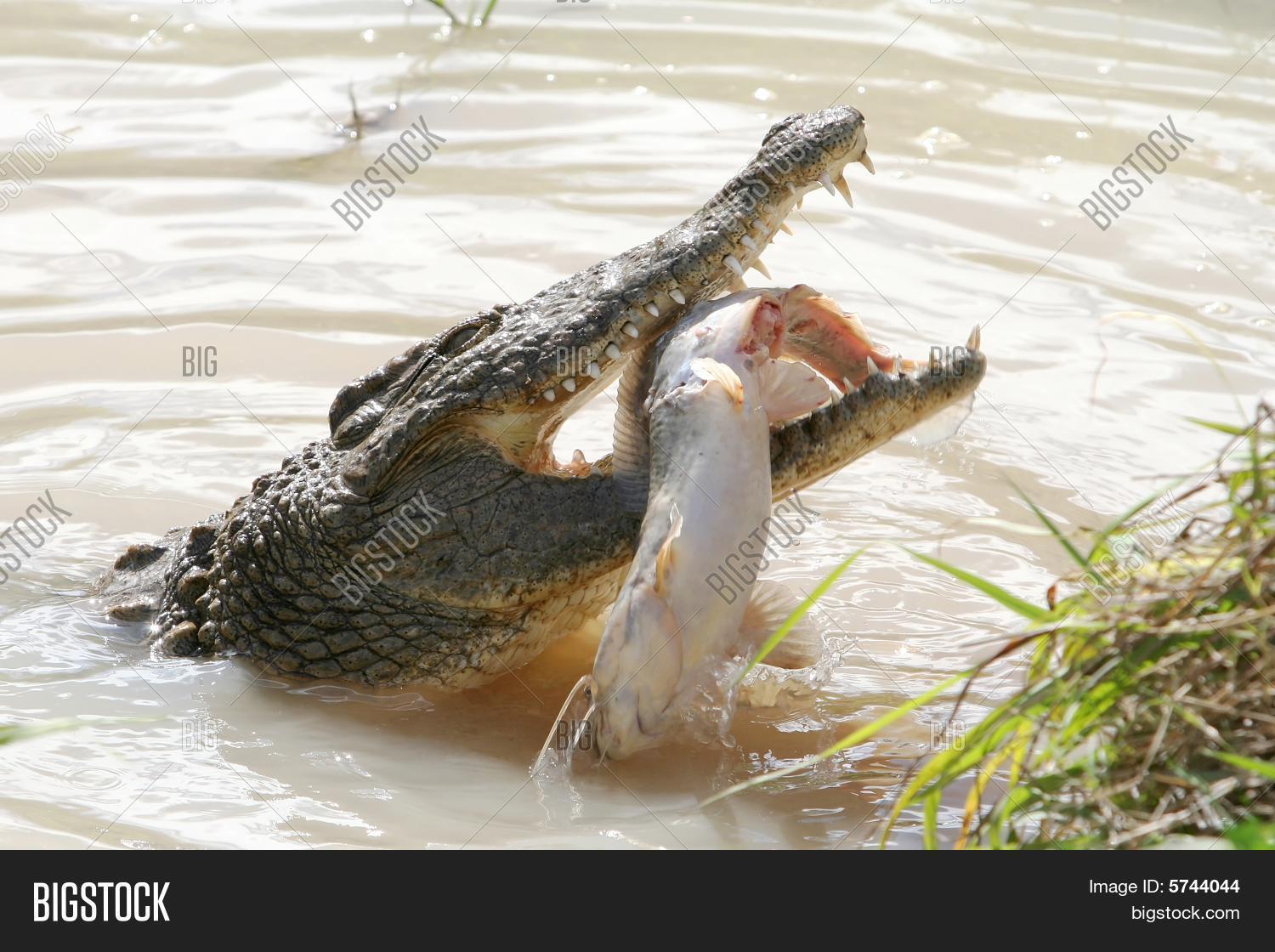 крокодил рыбалка. африканский гребнистый крокодил. нильский крокодил людоед. тигровая рыба голиаф против крокодила. нильский аллигатор.