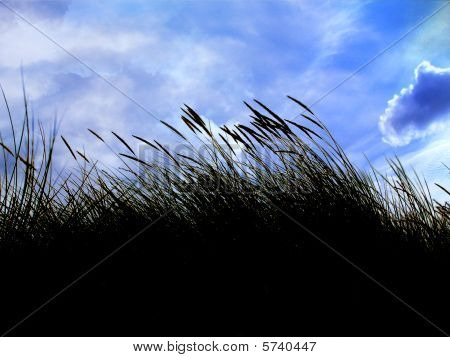 Marram 草