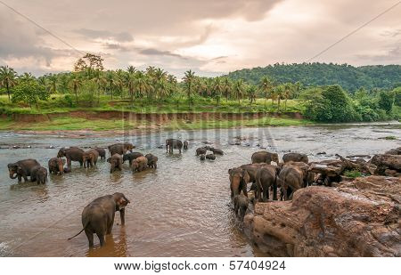 Swimming Elephants