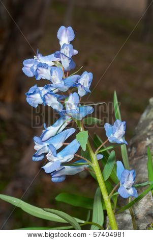 Flowers Of Birthwort
