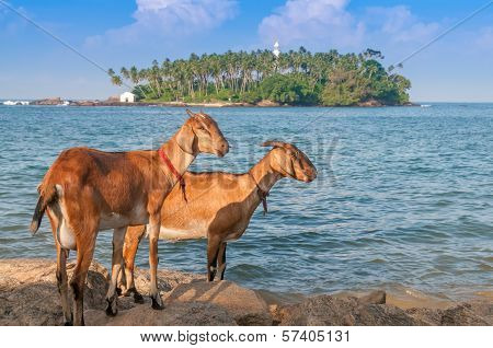 Goats In Bentota