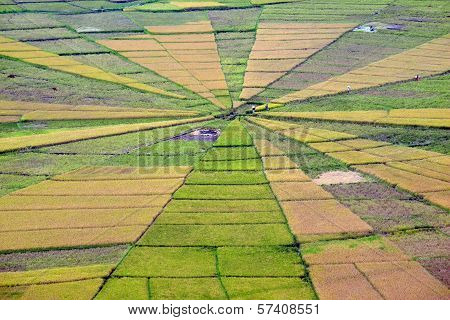 Spider Web Rice Paddy Field