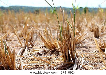 Rice Field Of Northern Thailand