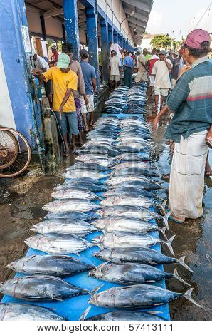 Early Marketing Of Fish In Bentota