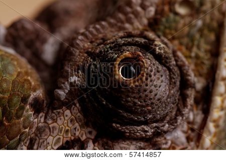 Chamaeleo Calyptratus