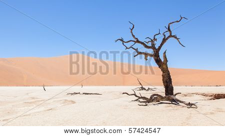 Dead Acacia Trees And Red Dunes Of Namib Desert