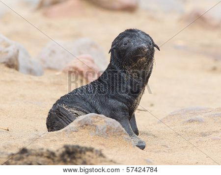 Cape Fur Seal (arctocephalus Pusillus)
