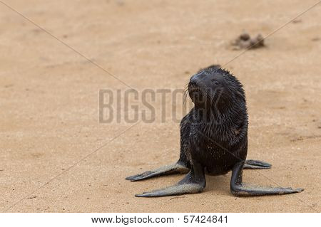 Cape Fur Seal (arctocephalus Pusillus)