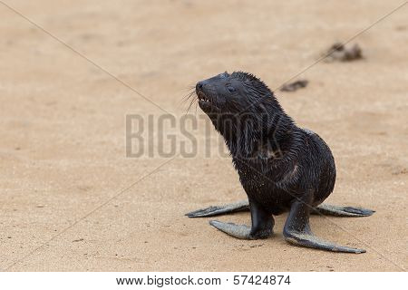 Cape Fur Seal (arctocephalus Pusillus)