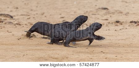 Running Cape Fur Seals (arctocephalus Pusillus)