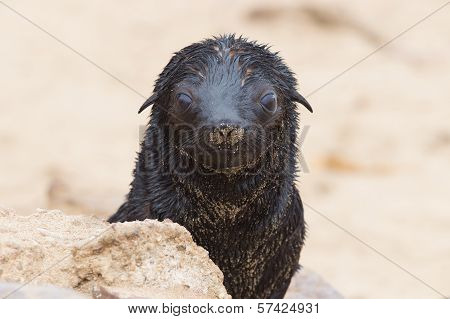 Cape Fur Seal (arctocephalus Pusillus)
