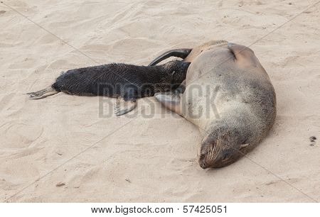 Cape Fur Seal (arctocephalus Pusillus)