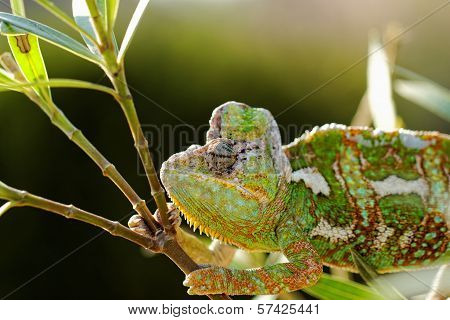 Chamaeleo Calyptratus