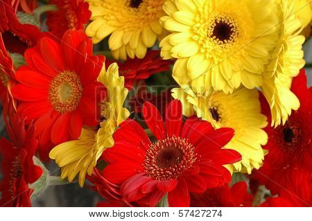 Beautiful bright red and yellow daisy flowers